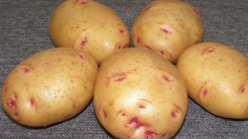 De beste Siberische aardappelrassen en handige tips voor de teelt ervan