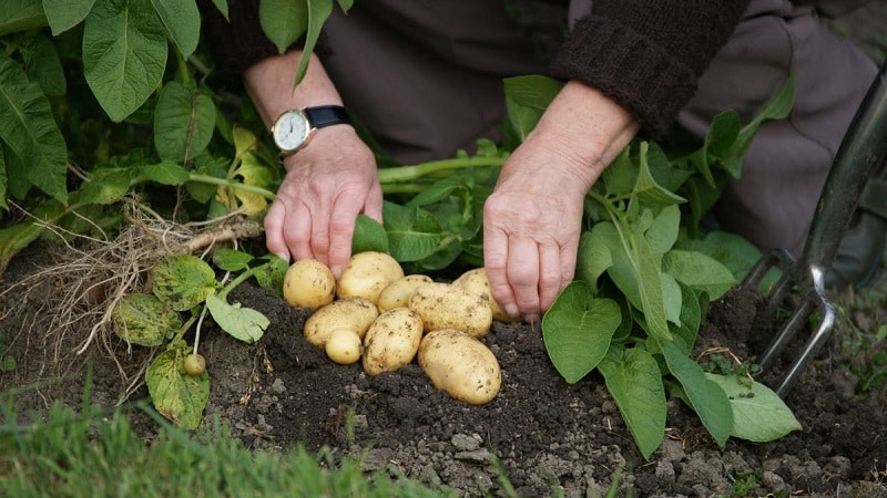 De bedste sibiriske kartoffelsorter og nyttige tips til dyrkning af dem