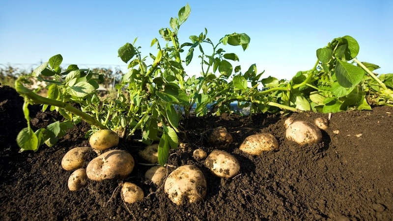 Las mejores variedades de patatas siberianas y consejos útiles para cultivarlas.