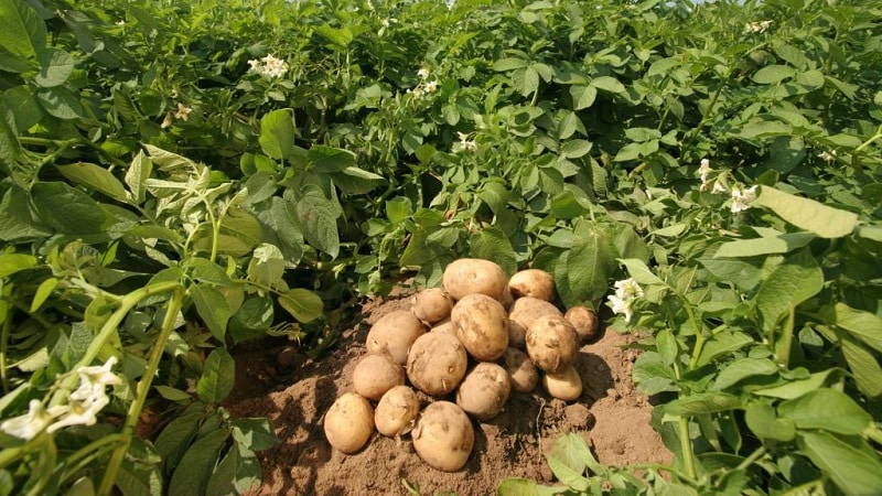 De beste Siberische aardappelrassen en handige tips voor de teelt ervan