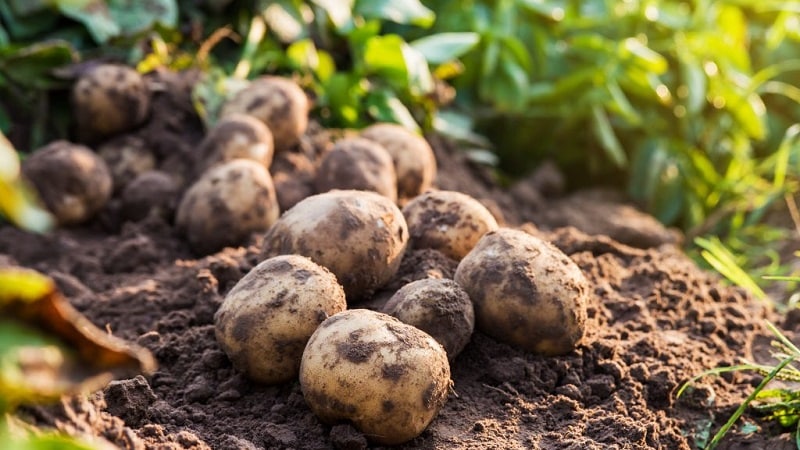 Les meilleures variétés de pommes de terre sibériennes et conseils utiles pour les cultiver