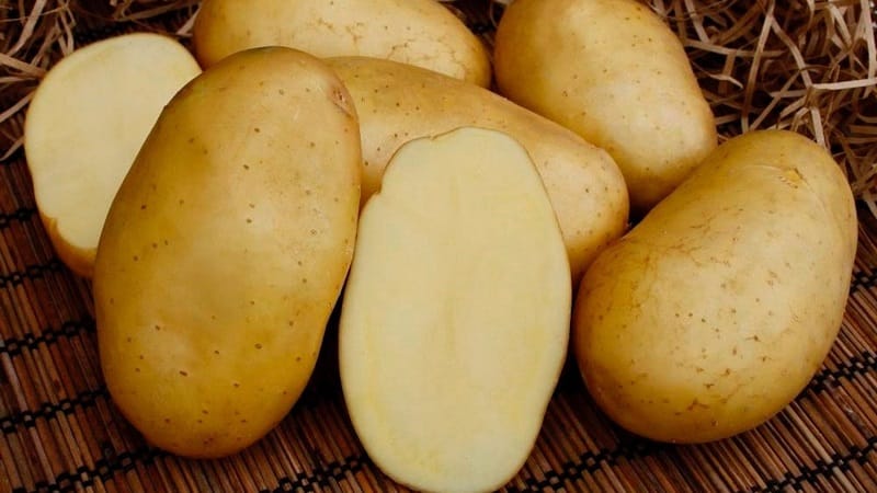 The best Siberian potato varieties and useful tips for growing them