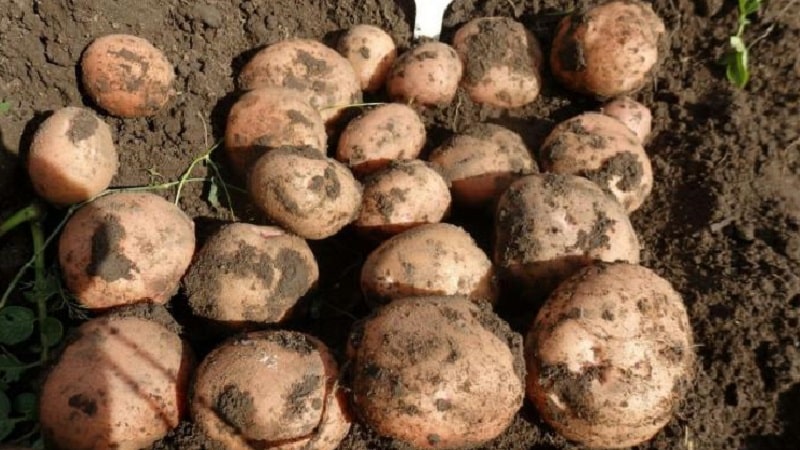 The best Siberian potato varieties and useful tips for growing them