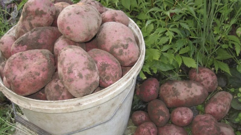 De bedste sibiriske kartoffelsorter og nyttige tips til dyrkning af dem