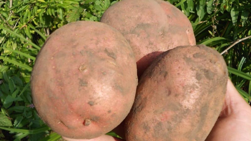 The best Siberian potato varieties and useful tips for growing them