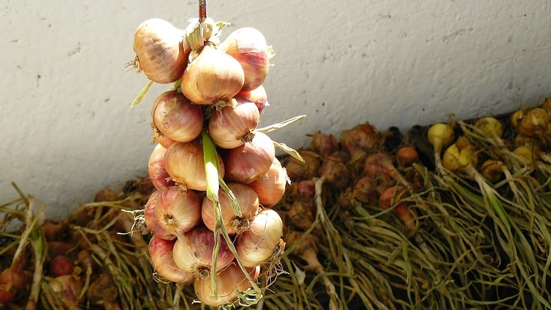 Beste tips: hoe u uien goed kunt drogen na het oogsten uit de tuin