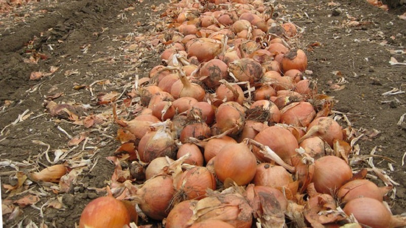 Beste tips: hoe u uien goed kunt drogen na het oogsten uit de tuin