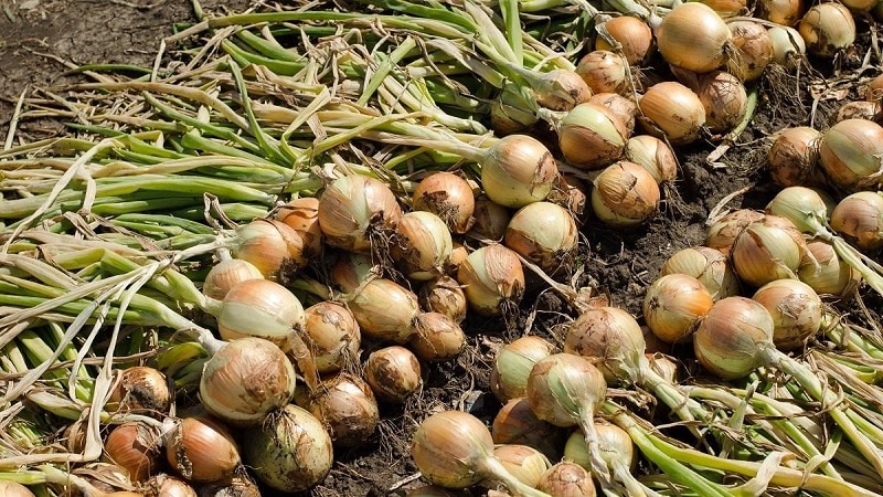 Beste Tipps: So trocknen Sie Zwiebeln nach der Ernte im Garten richtig