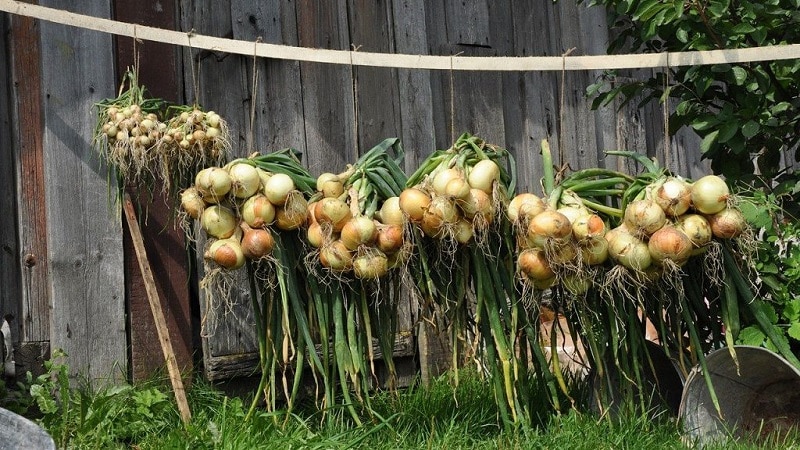 Beste Tipps: So trocknen Sie Zwiebeln nach der Ernte im Garten richtig