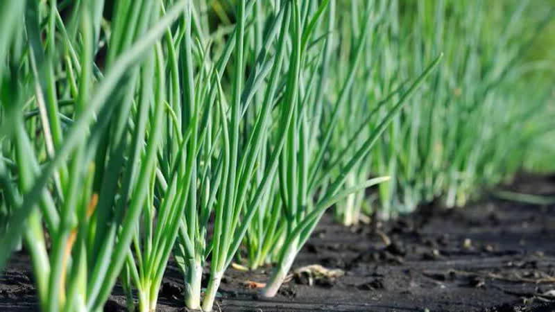 Frost-resistant sibuyas Batun at mga tampok ng paglilinang nito