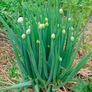 Frost-resistant sibuyas Batun at mga tampok ng paglilinang nito