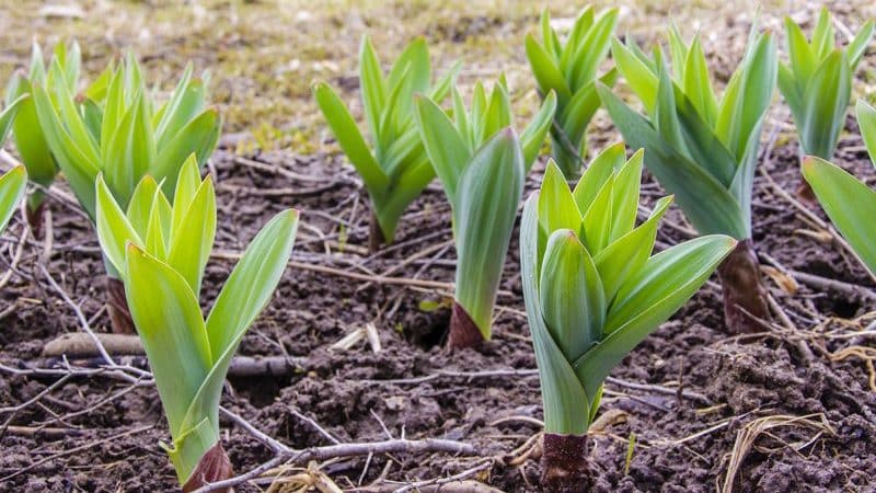 Erstaunliche Eigenschaften von Zwiebel-Knoblauch-Suworow (Anzur)