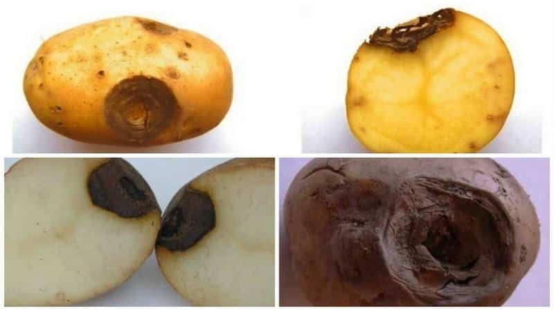 Bakit may mga batik sa patatas: mga hakbang upang labanan ang glandular spot at iba pang mga sakit