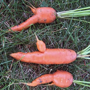 Raisons pour lesquelles les carottes sont noueuses et cornues et méthodes de culture de légumes-racines droites