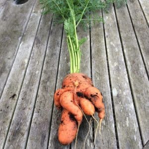 Årsager til at gulerødder er knudrede og hornede og metoder til at dyrke lige rodfrugter