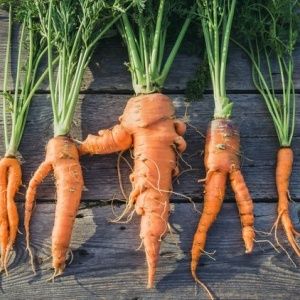 Raisons pour lesquelles les carottes sont noueuses et cornues et méthodes de culture de légumes-racines droites