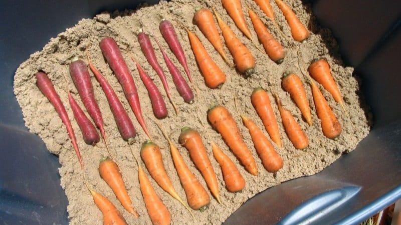 Features of storing carrots at home in an apartment