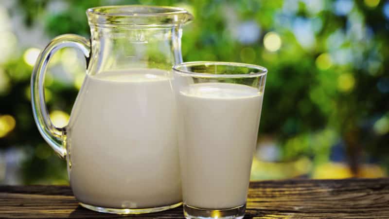 Características da limpeza intestinal com trigo sarraceno e kefir