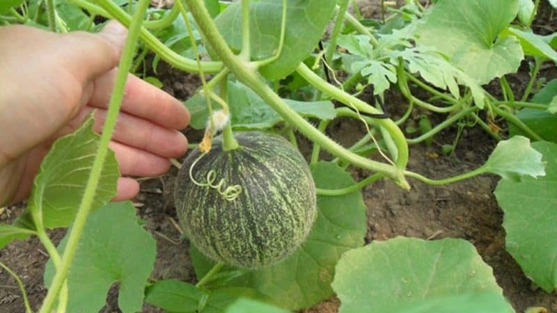 Features of growing melon in the Moscow region in open ground