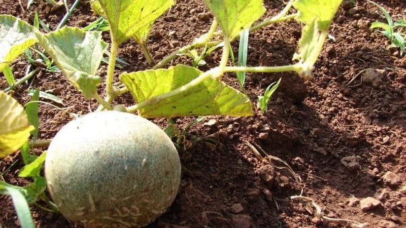 Features of growing melon in the Moscow region in open ground