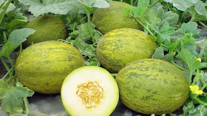 Melones audzēšanas iezīmes Maskavas reģionā atklātā zemē