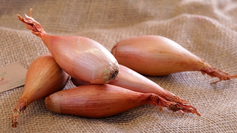 Mga tampok ng paglilinang at mga katutubong recipe na may mga shallots