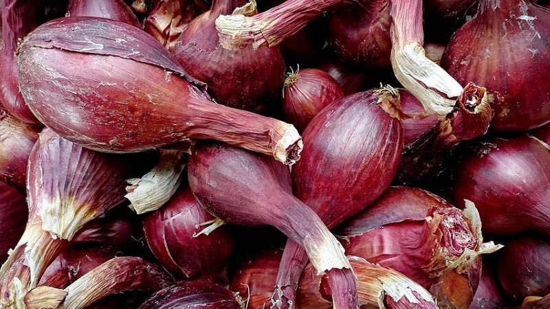 Mga tampok ng paglilinang at mga katutubong recipe na may mga shallots