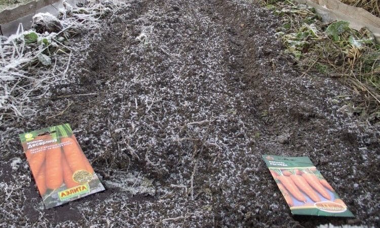 Panduan untuk menanam lobak merah sebelum musim sejuk untuk tukang kebun pemula