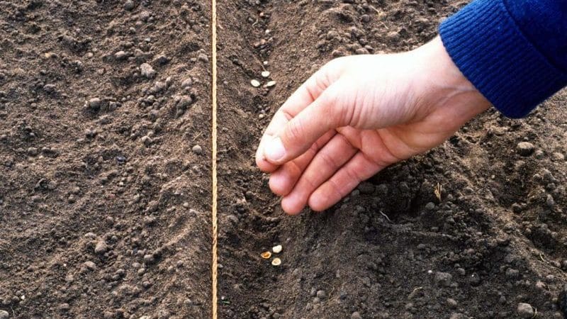 A guide to planting carrots before winter for beginner gardeners