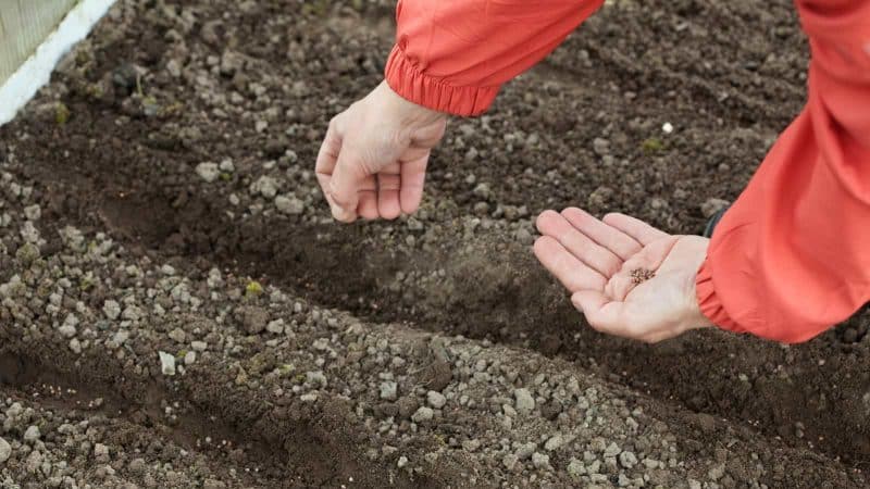 Un guide pour planter des carottes avant l'hiver pour les jardiniers débutants