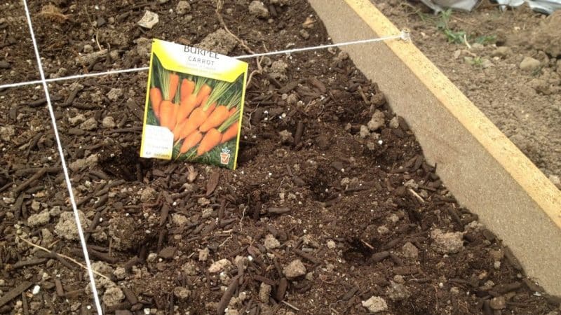 Un guide pour planter des carottes avant l'hiver pour les jardiniers débutants