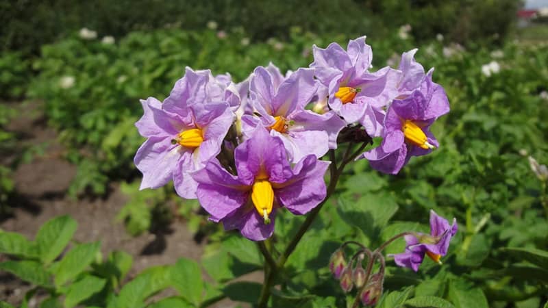 Wat te doen als aardappelen niet bloeien en waarom dit gebeurt