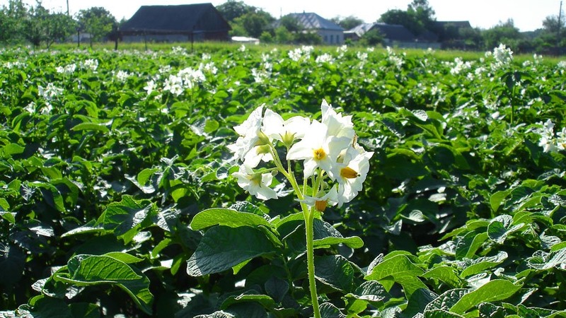 Wat te doen als aardappelen niet bloeien en waarom dit gebeurt