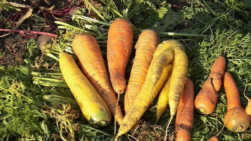 Propriétés bénéfiques des carottes jaunes et quelle est la différence avec les carottes orange ordinaires