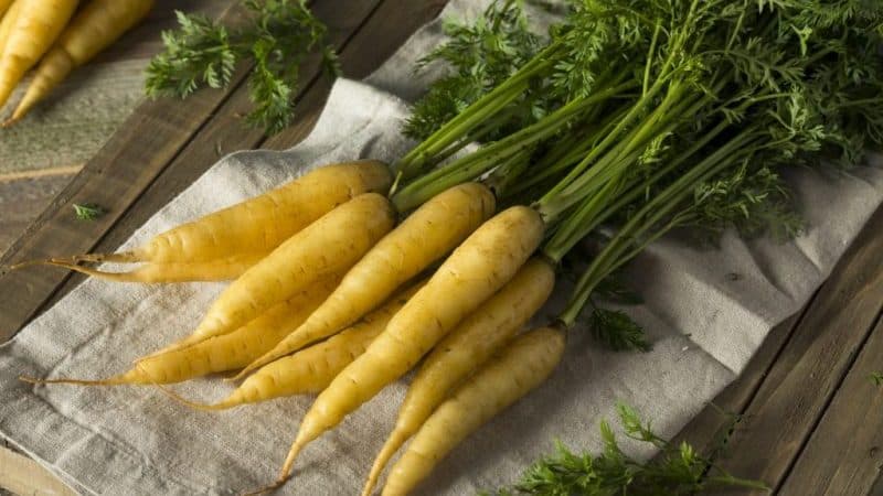 Gavnlige egenskaber ved gule gulerødder, og hvad er forskellen fra almindelige orange