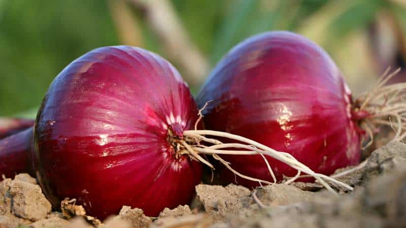 Los beneficios y perjuicios de la cebolla roja para el cuerpo humano.