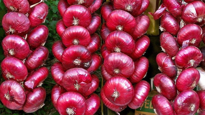 Los beneficios y perjuicios de la cebolla roja para el cuerpo humano.