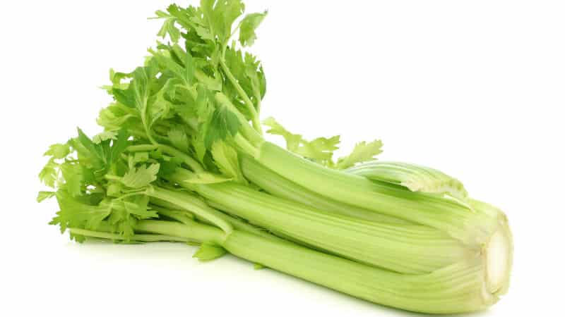 The benefits and harms of celery for gout