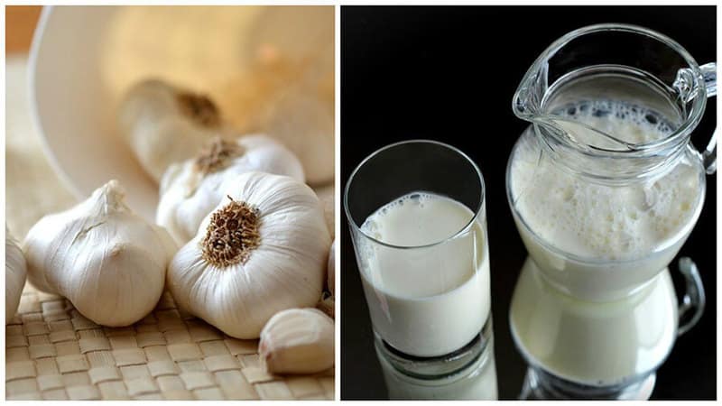 Does milk with onions help with cough and how to use it correctly