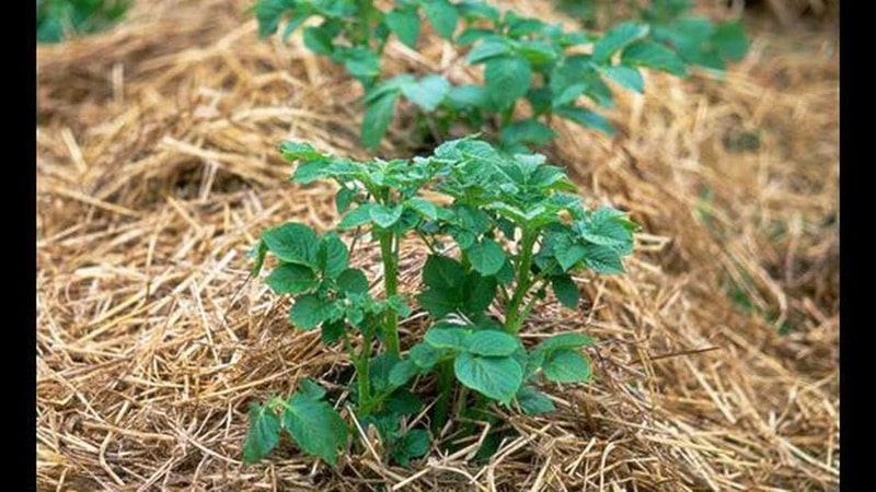 Come piantare le patate sotto la paglia in giardino