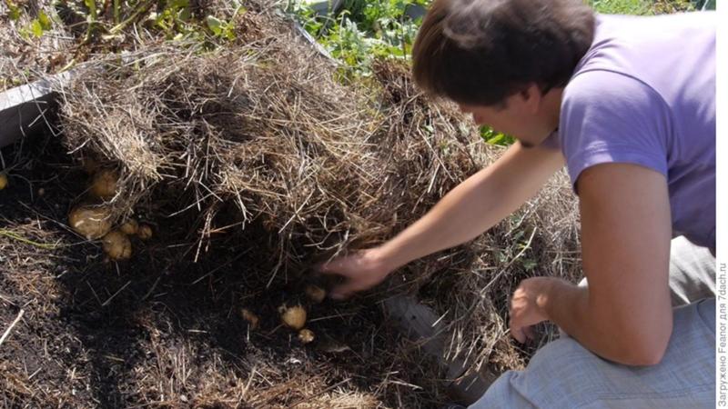 Come piantare le patate sotto la paglia in giardino