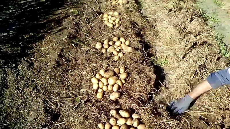 So pflanzen Sie Kartoffeln im Garten unter Stroh