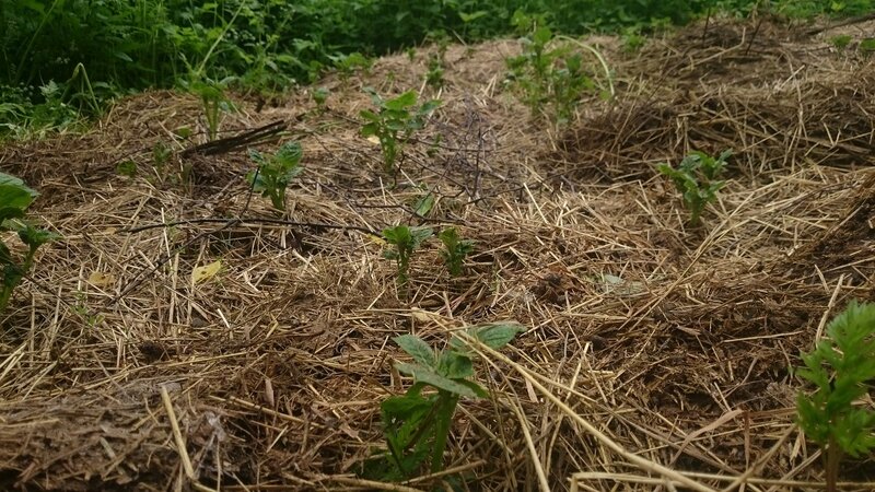 How to plant potatoes under straw in the garden