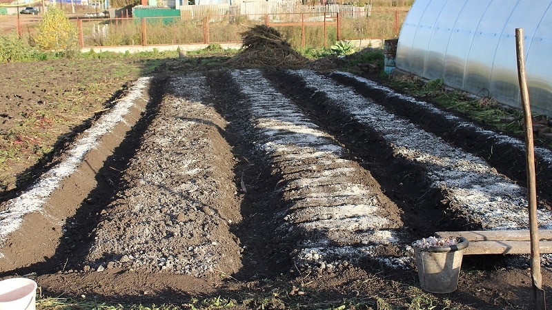 Varietà di cavolo senza pretese a maturazione precoce giugno