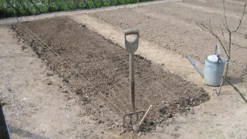 Schritt-für-Schritt-Anleitung zur Vorbereitung eines Zwiebelbeets im Herbst