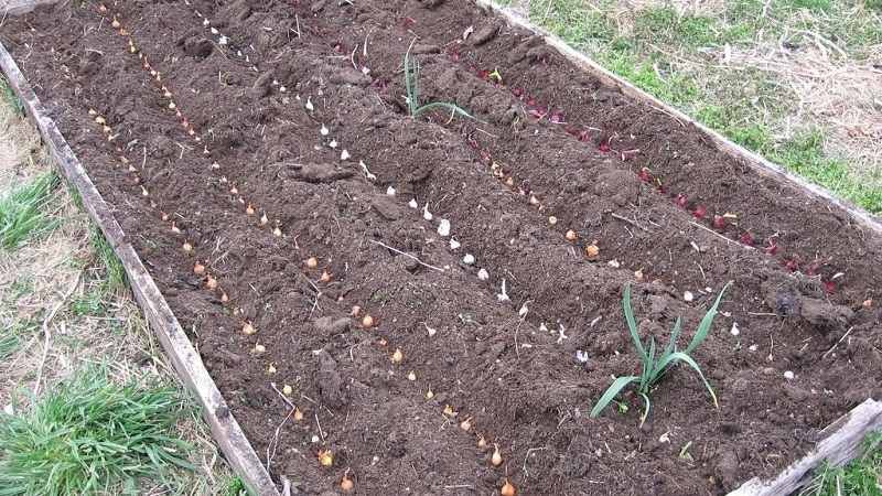 Schritt-für-Schritt-Anleitung zur Vorbereitung eines Zwiebelbeets im Herbst