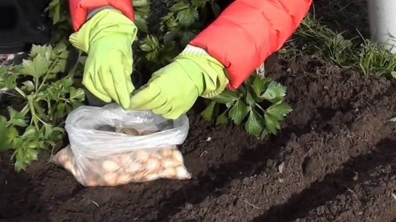 Pokyny krok za krokem pro přípravu záhonu pro cibuli na podzim