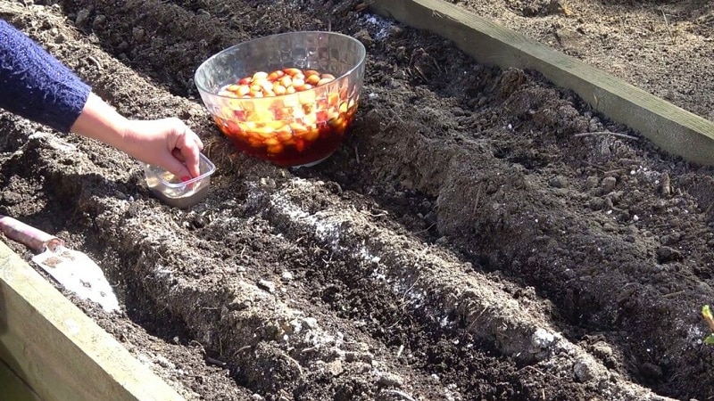 Schritt-für-Schritt-Anleitung zur Vorbereitung eines Zwiebelbeets im Herbst