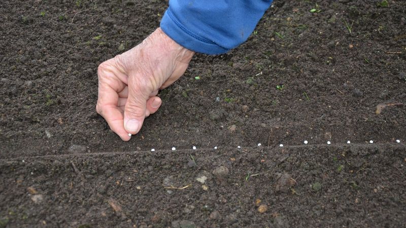 Schritt-für-Schritt-Anleitung für den Karottenanbau von Grund auf