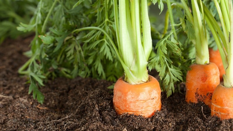 Step-by-step instructions for growing carrots from scratch